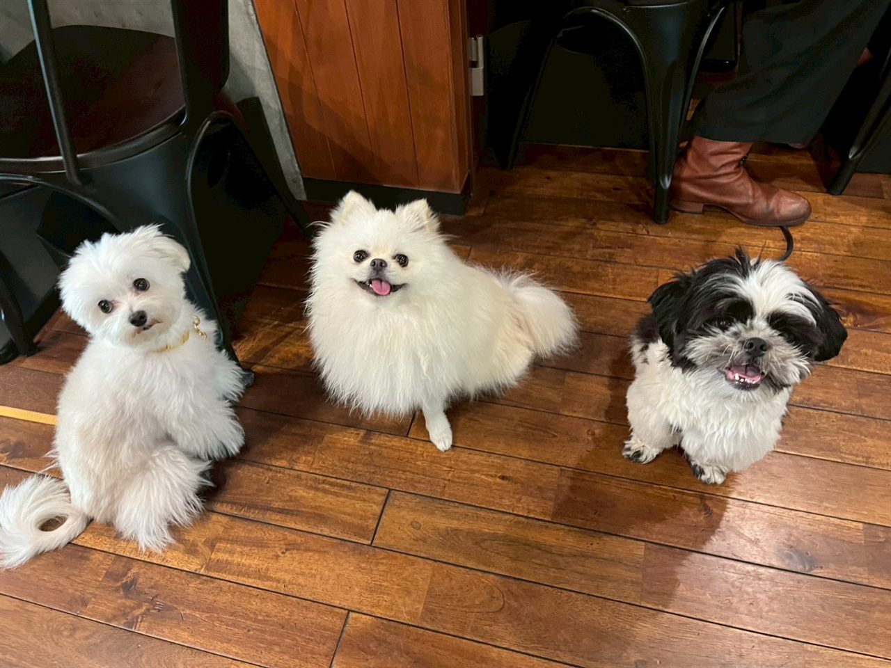 東京・北参道発・ペットカフェの選び方：愛犬と入店前にチェックすべき3つのポイント