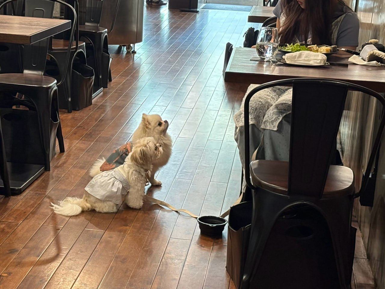 東京・千駄ヶ谷を愛犬と歩く初秋は北参道のペット同伴カフェでひと休み