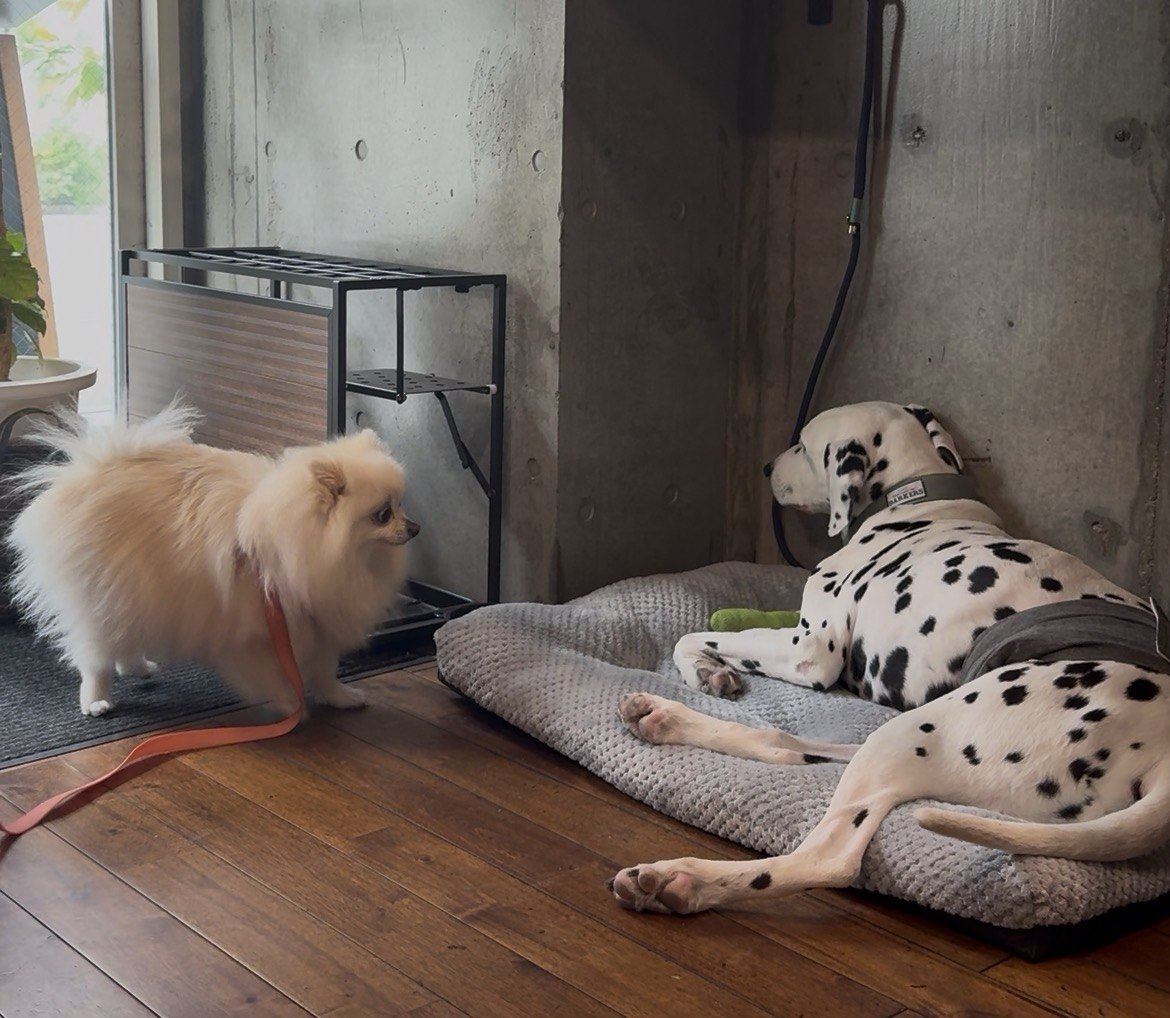 シニア犬とのカフェ時間、東京・北参道のペット同伴カフェで感じた優しい配慮