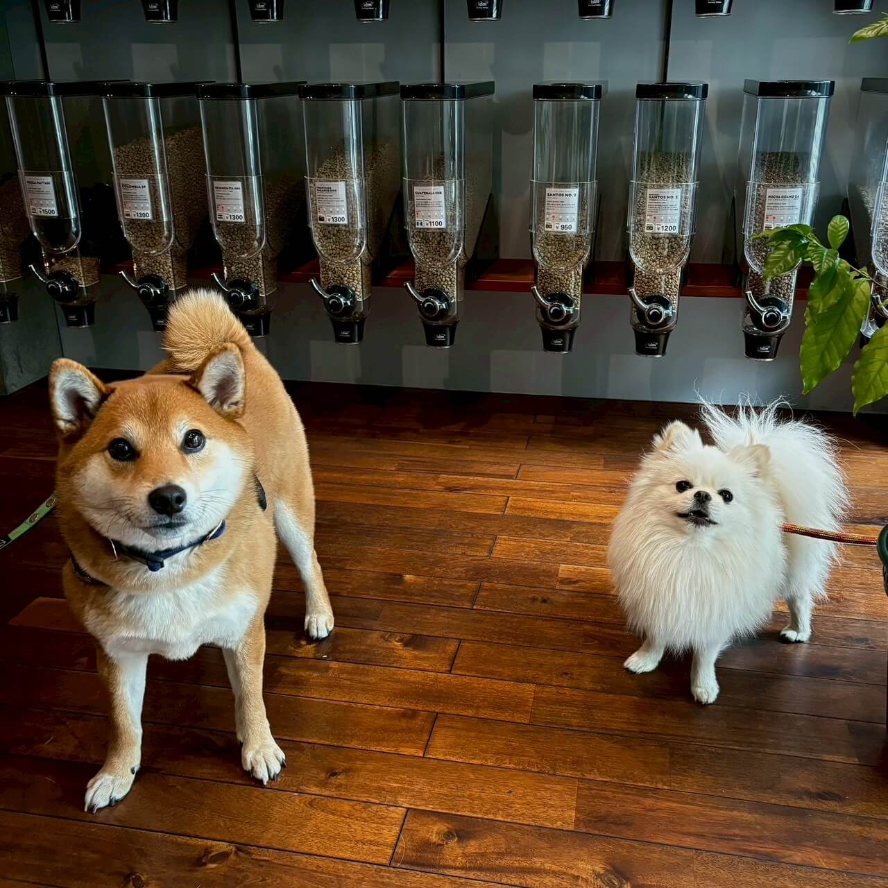 自家焙煎コーヒー豆