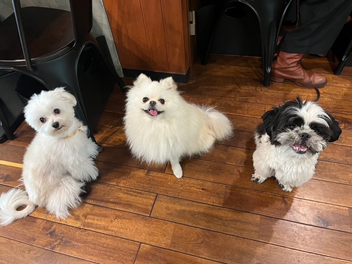 愛犬と一緒に店内で楽しめる北参道のカフェGreen Beans Coffee。店内ペット同伴OKのくつろぎ空間