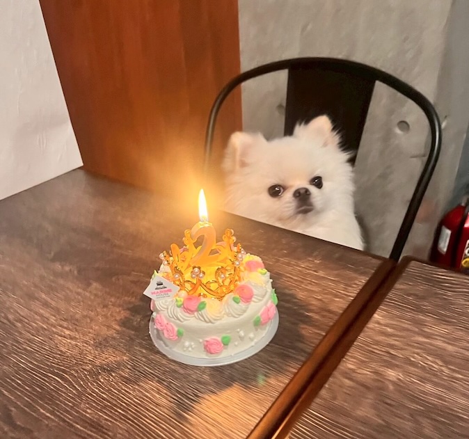 ポン誕生祭イベント - 2歳のお誕生日をGreen Beans Coffeeで